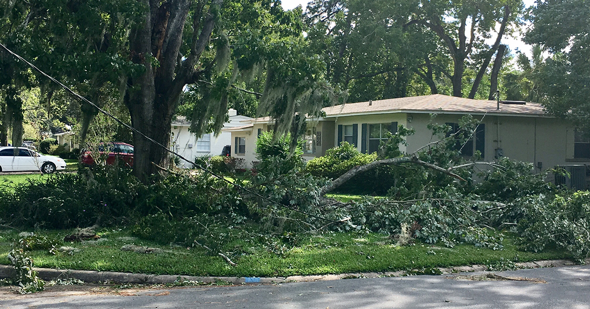 Tree Limbs on Downed Power Line