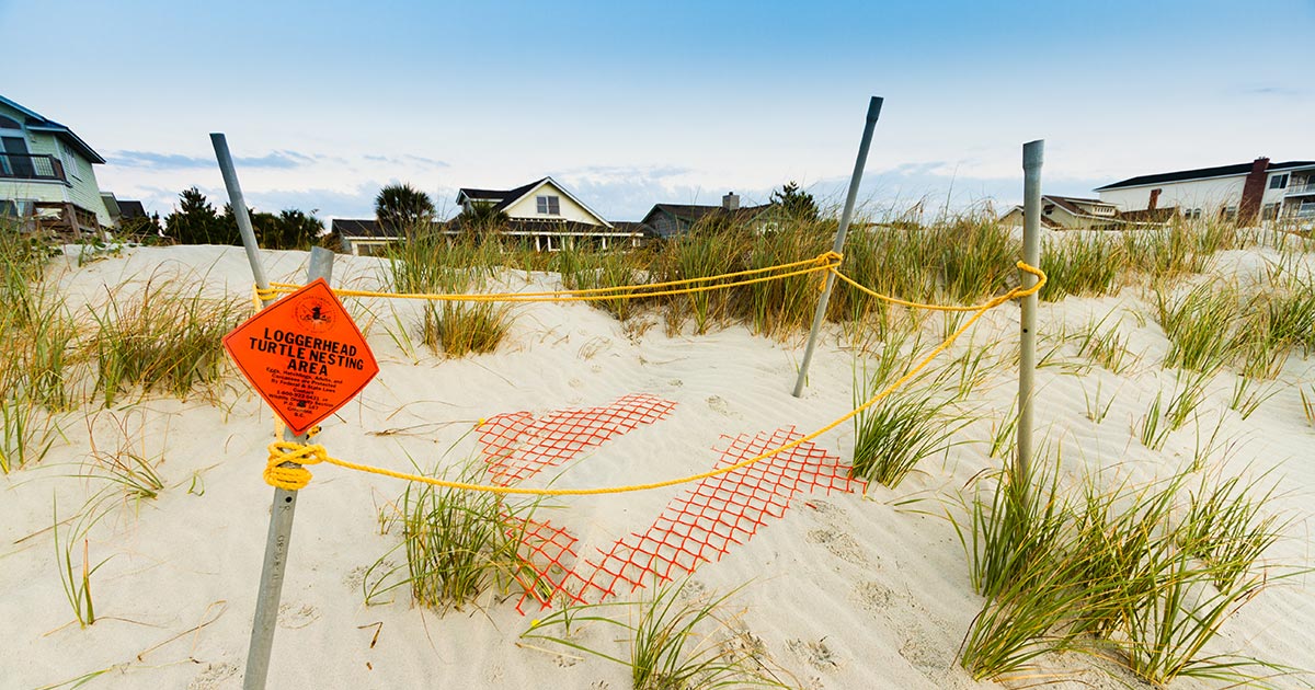 Sea Turtle Nest