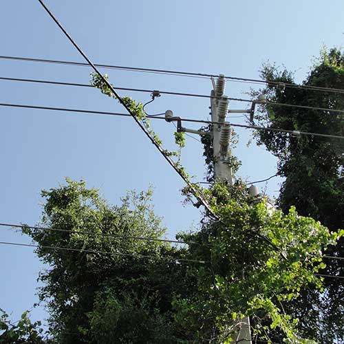 Vines on power lines